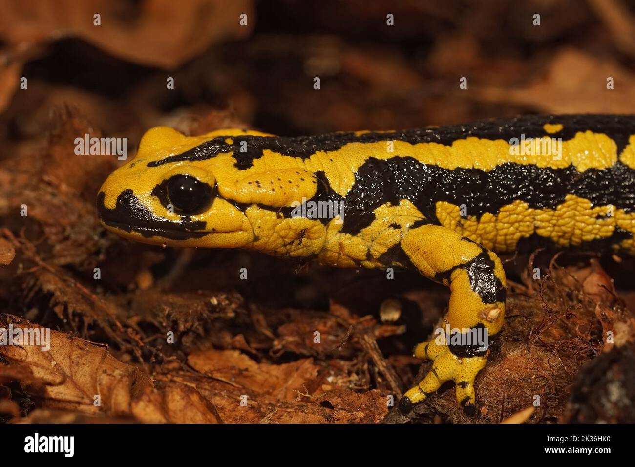 Closeup on a colorful yellow male Spanish Iberian fire salamander, Salamandra bernardezi from Tendi Valley, Costa Verde sitting on the forest floor Stock Photo