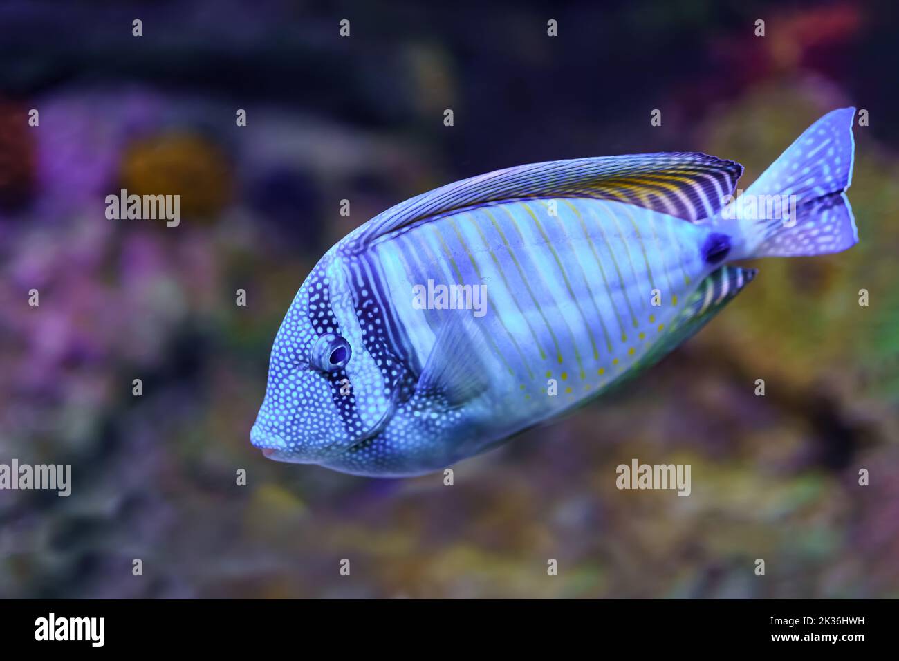 Tropical fish with nice bluish colors and stripes on the body Stock ...
