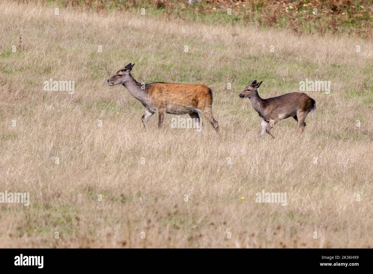 Wild Japanese Sika Deer Hind, Cervus nippon, and baby wandering in Dorset Stock Photo