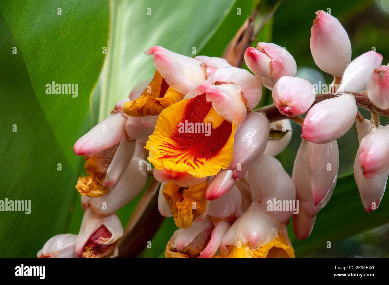 Sydney Australia, close-up of bright shell ginger flowers and buds Stock Photo