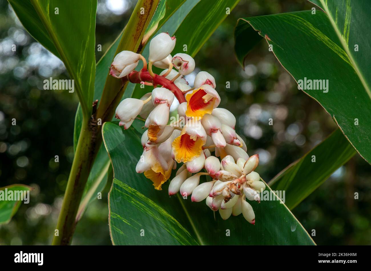 Sydney Australia, stem of shell ginger flowers and buds Stock Photo