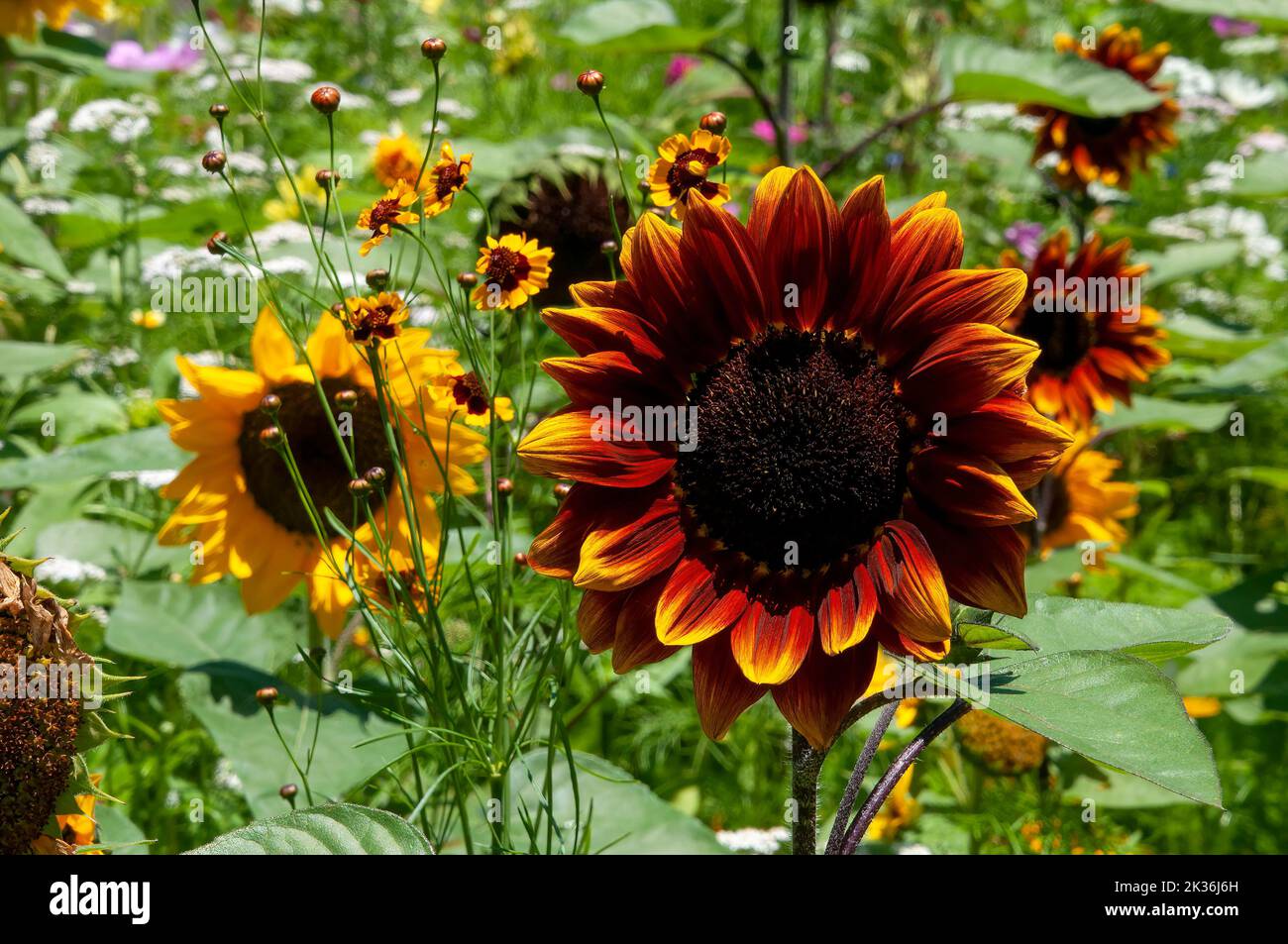 Sydney Australia, common sunflower with orange and rust coloured petals