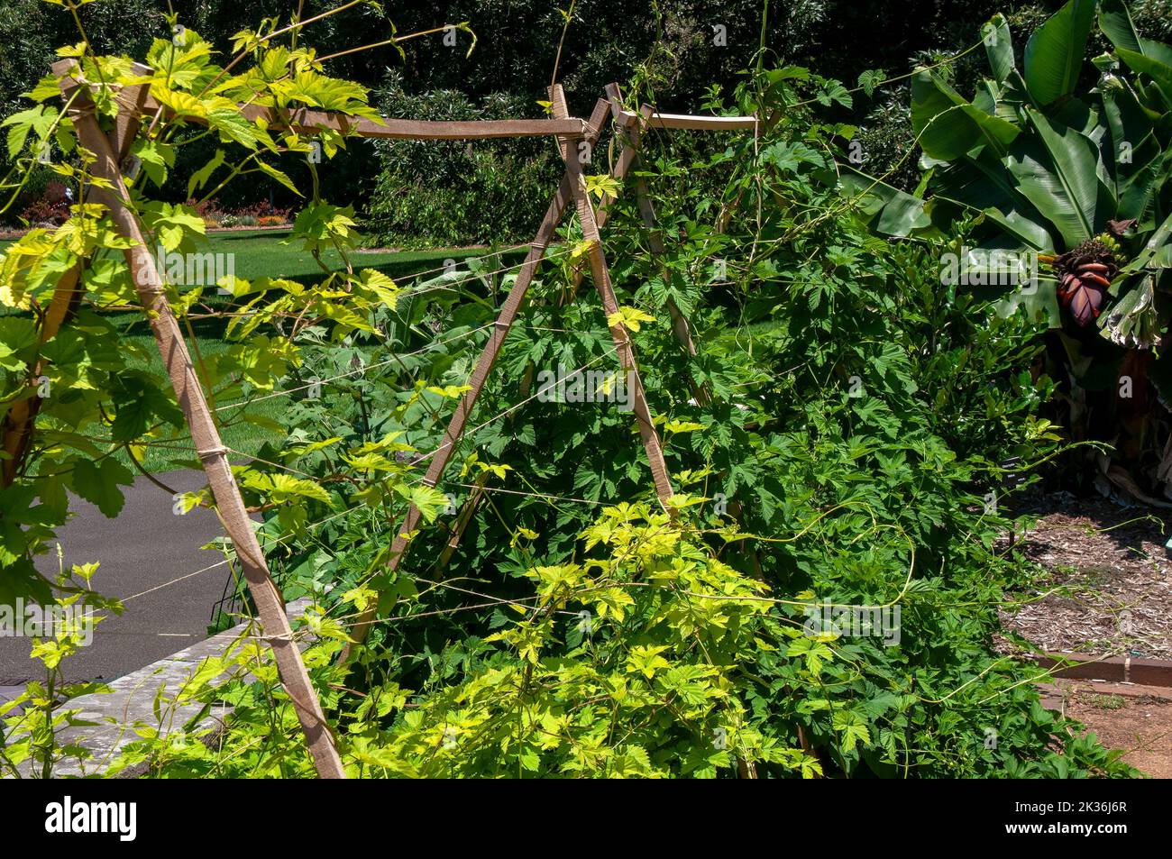 Sydney Australia, humulus lupulus or golden hops plant, the female cone