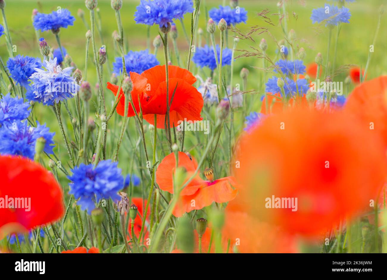 Red poppies and blue cornflowers in a green meadow in summer Stock Photo