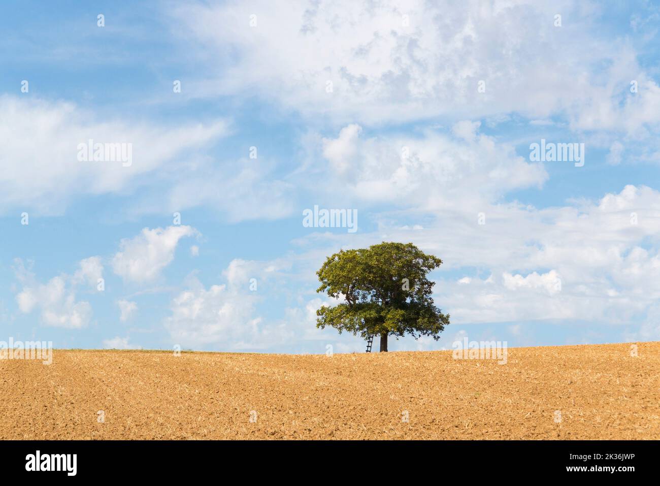 Tree in a field with blue sky und white fluffy clouds Stock Photo