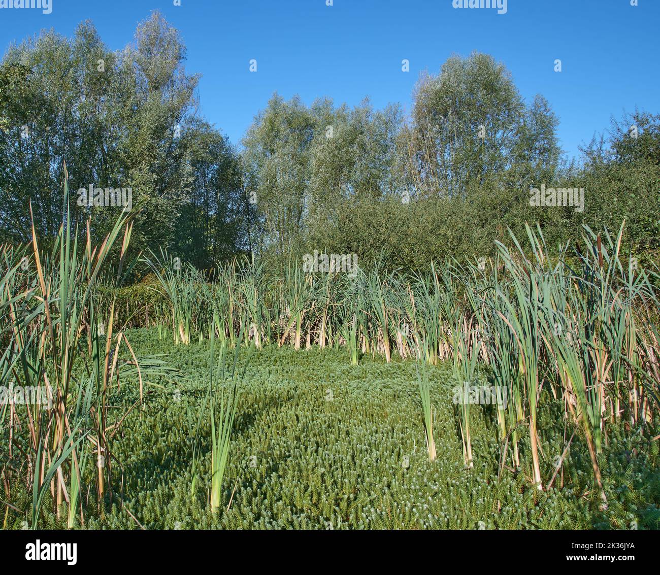 Nature Reserve by name Bergische Heideterrasse with mares tail plant (Hippuris vulgaris) in bog,Germany Stock Photo
