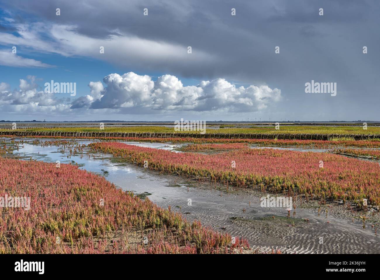 Salt Marsh with common Glasswort (Salicornia europaea) in bloom at North Sea,North Frisia,Germany Stock Photo