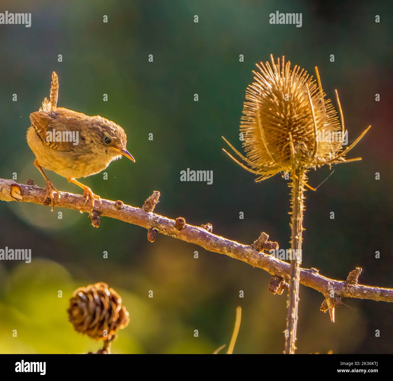 Jenny Wren in Cotswolds Garden Stock Photo