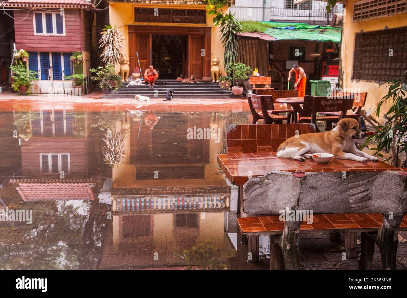 A dog escapes the flood by laying on a table while Buddhist monks pass their time in the background cleaning their living quarters / one monk watches a smartphone during the Pchum Ben Festival. reflection in flood. Nonmony Pagoda, Stueng Meanchey, Phnom Penh, Cambodia. Sept. 25th, 2022. © Kraig Lieb Stock Photo
