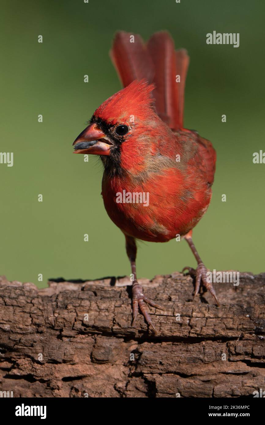 Immature northern cardinal with seed (male). Stock Photo