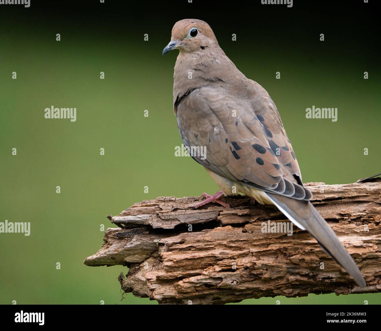 A mourning dove perched on a log. Stock Photo