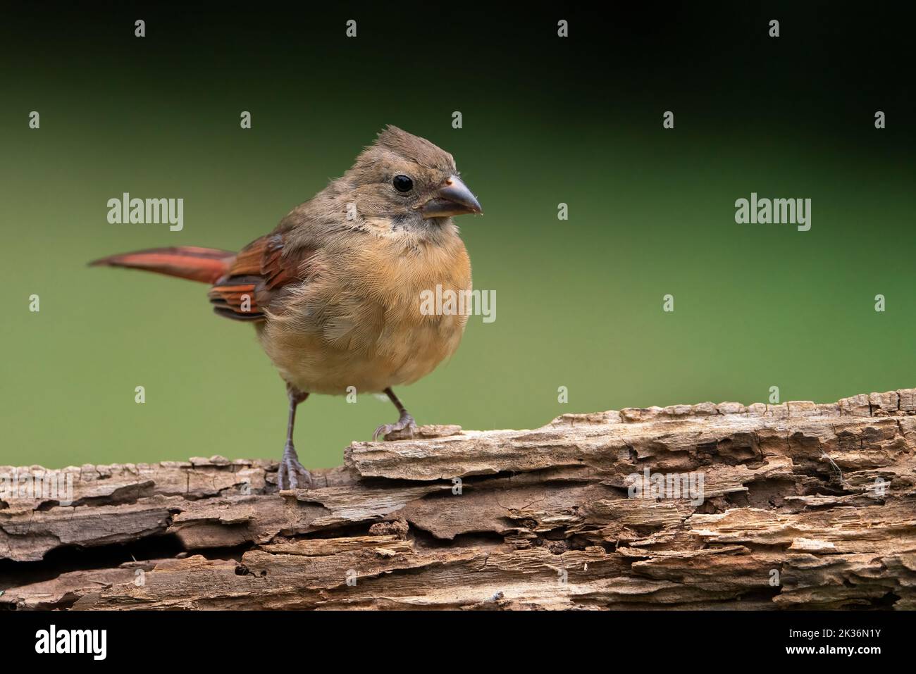 Juvenile female northern cardinal. Stock Photo