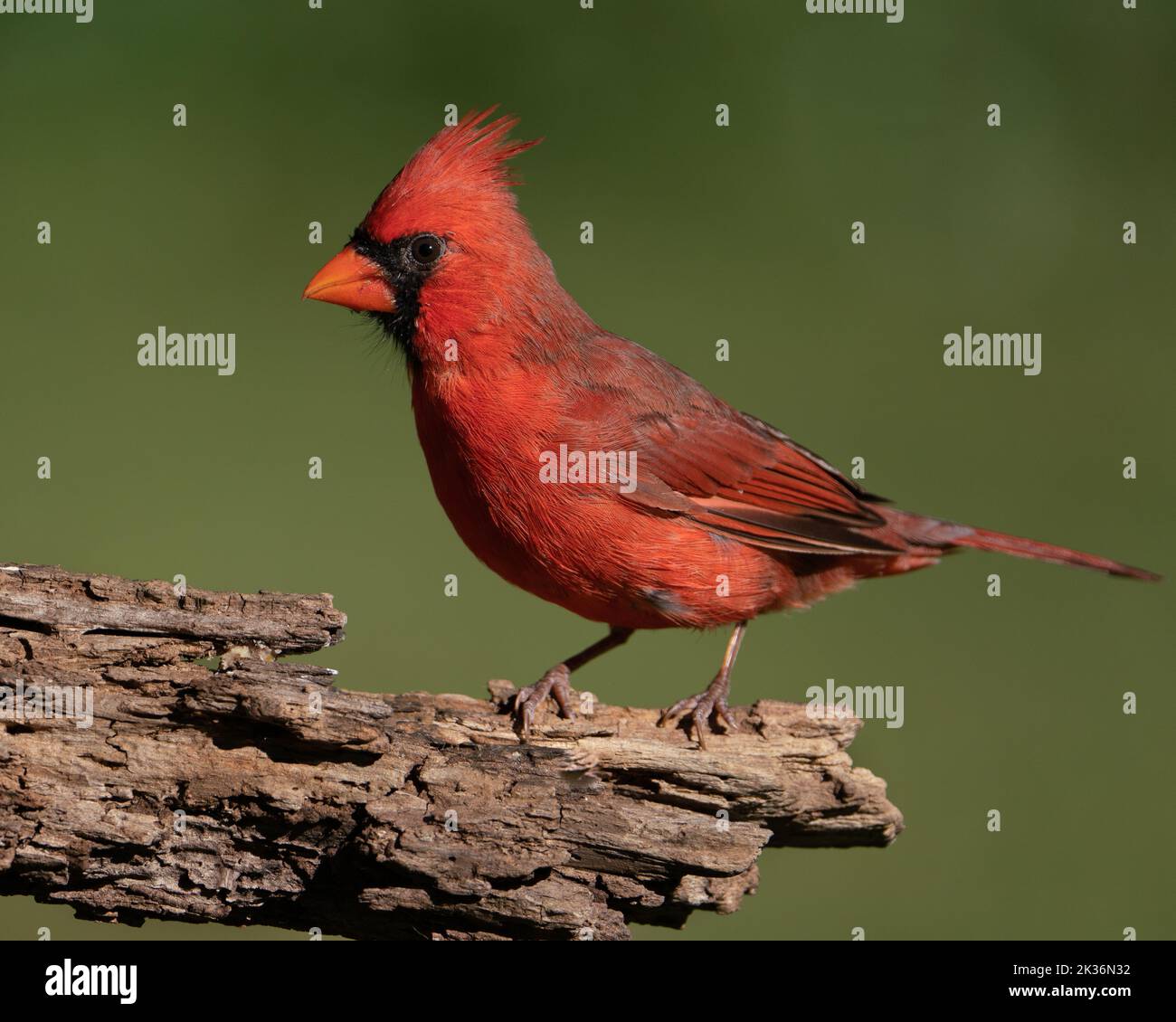A perched northern cardinal (male). Stock Photo