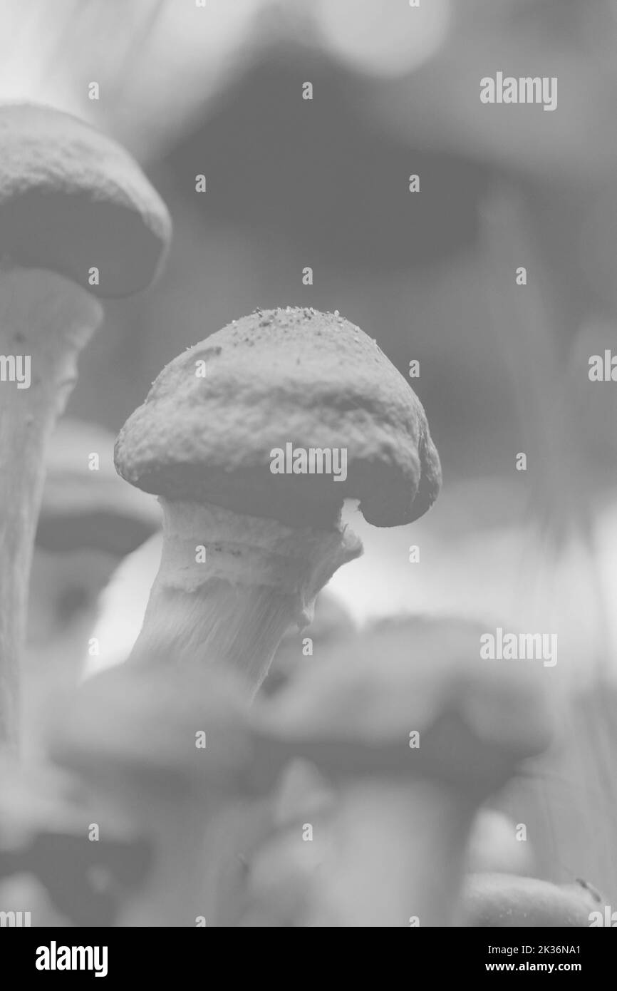 Wild mushrooms growing in the meadow in a black and white monochrome