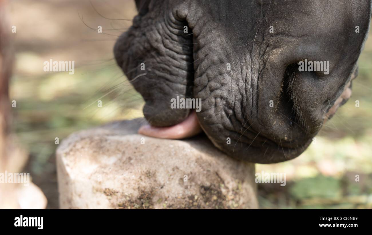 The muzzle and tongue of a horse licking a salt mineral block Stock