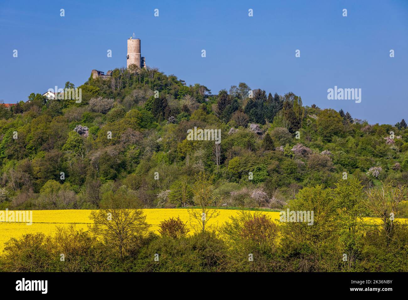 remains of Vetzberg castle on top of Vetzberg hill, an extinct volcano, surrounded by spring landscape and rape fields in Biebertal, Hesse, Germany Stock Photo
