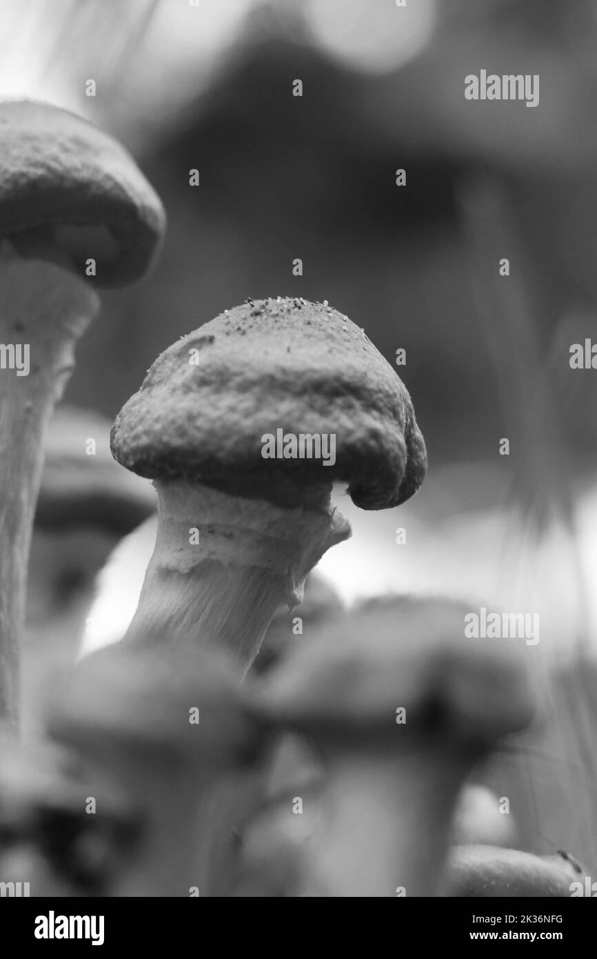Wild mushrooms growing in the meadow in a black and white monochrome