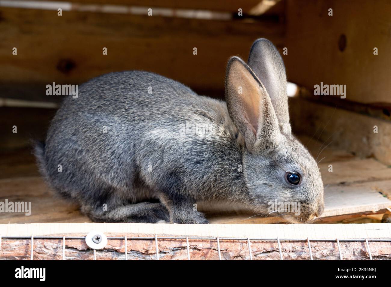 Curious gray rabbit on the farm Stock Photo - Alamy