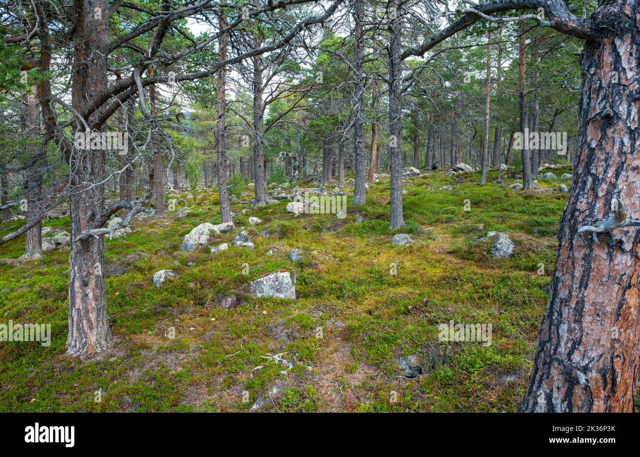 Typical arctic coniferous forest of Swedish Lapland. Stora Sjofallet