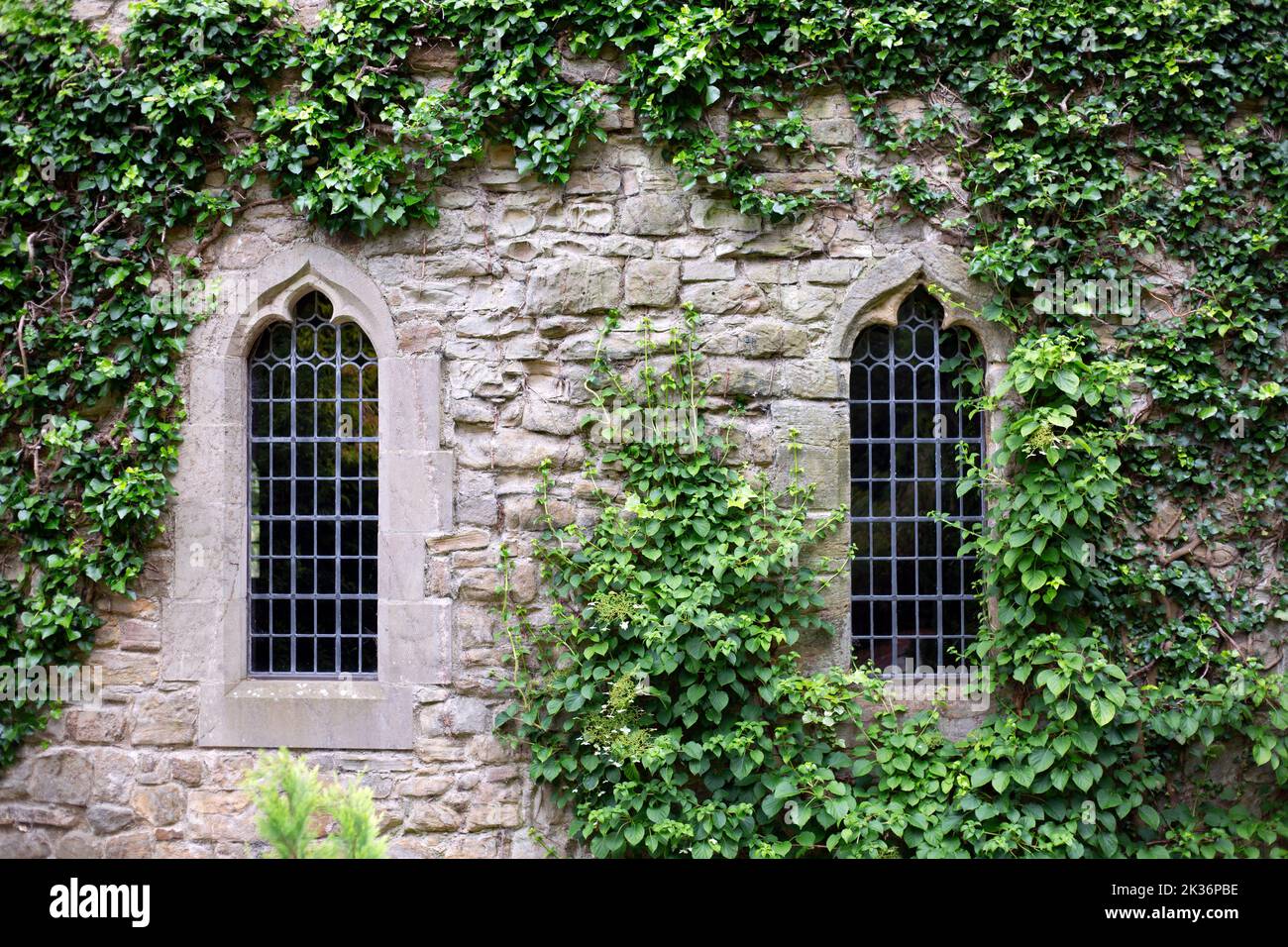 Ivy on the exterior walls of Crook Hall and Gardens in County Durham.Crook Hall and Gardens closed in 2020 and the former owners approached the Nation Stock Photo