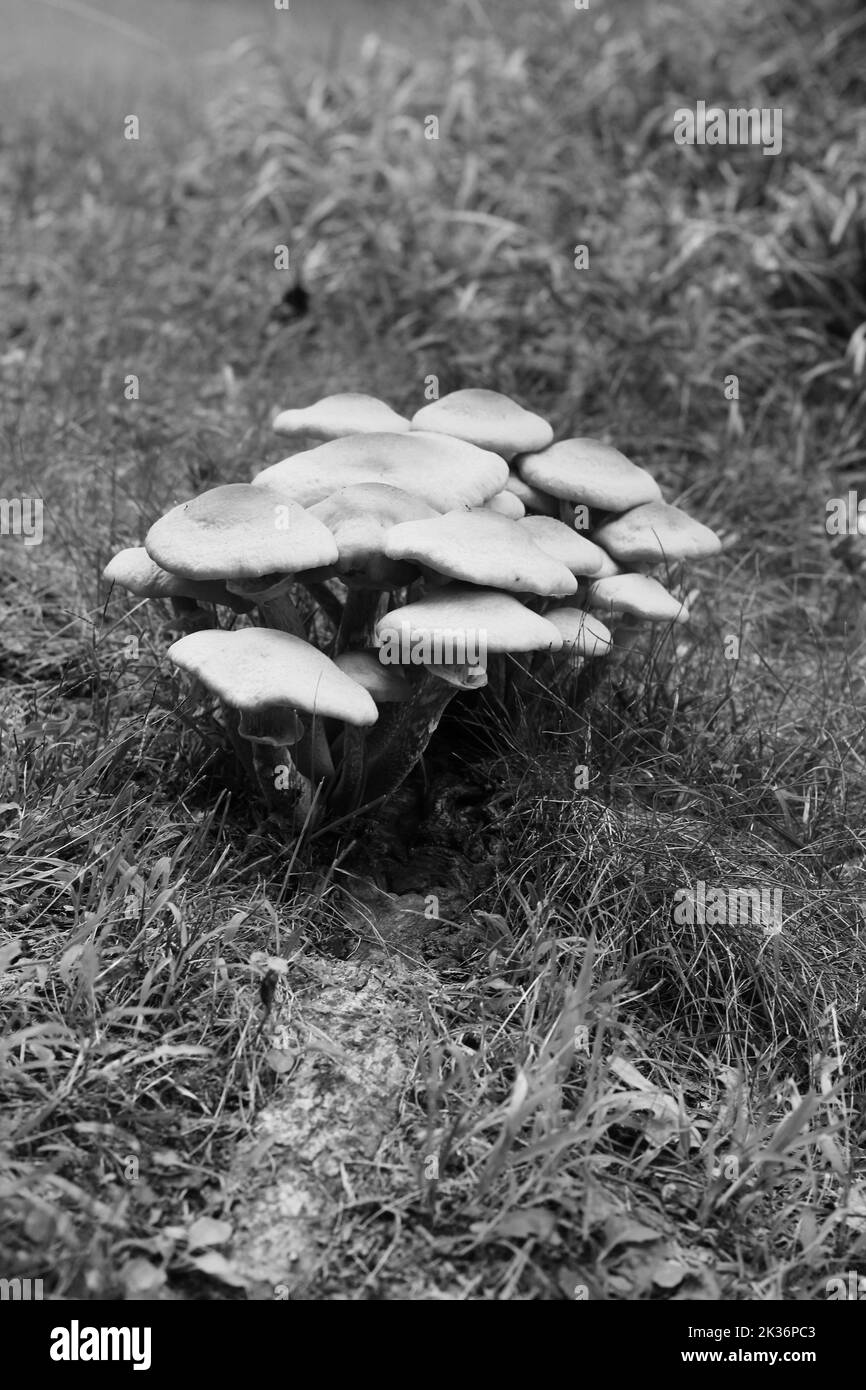 Wild mushrooms growing in the meadow in a black and white monochrome