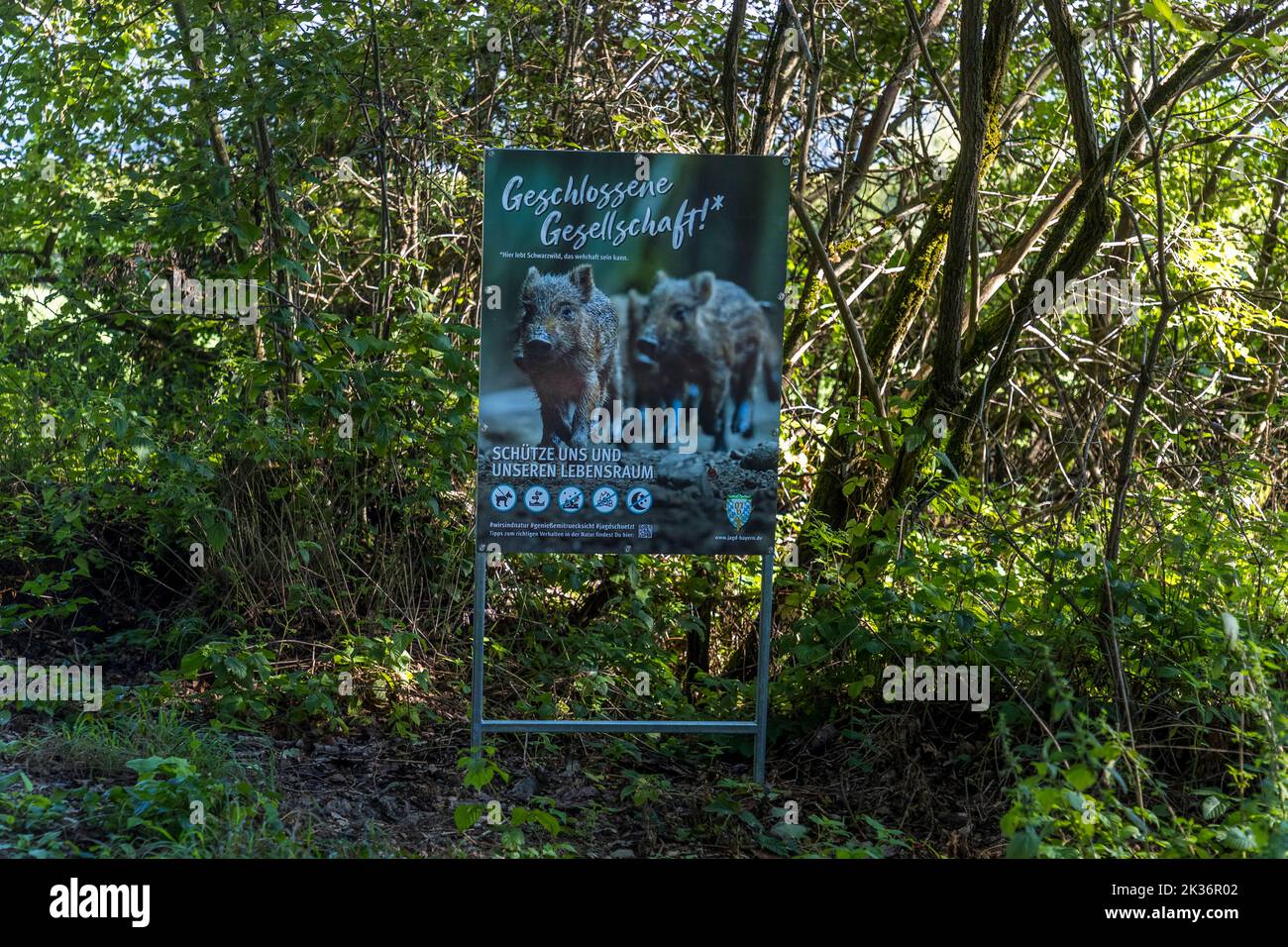 Wild boar advertising poster in forest. Lichtenfels, Germany Stock Photo