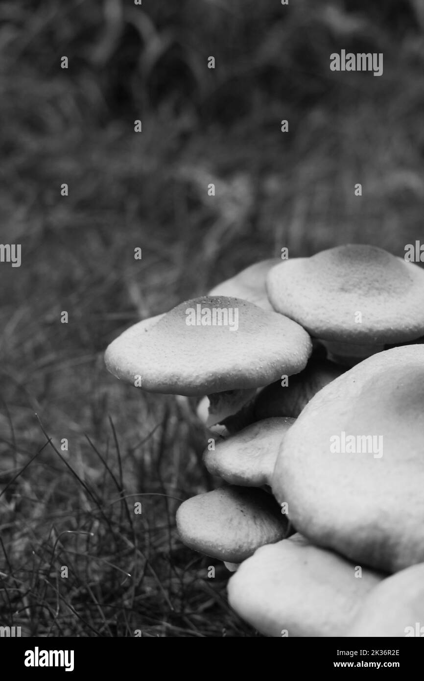Wild mushrooms growing in the meadow in a black and white monochrome