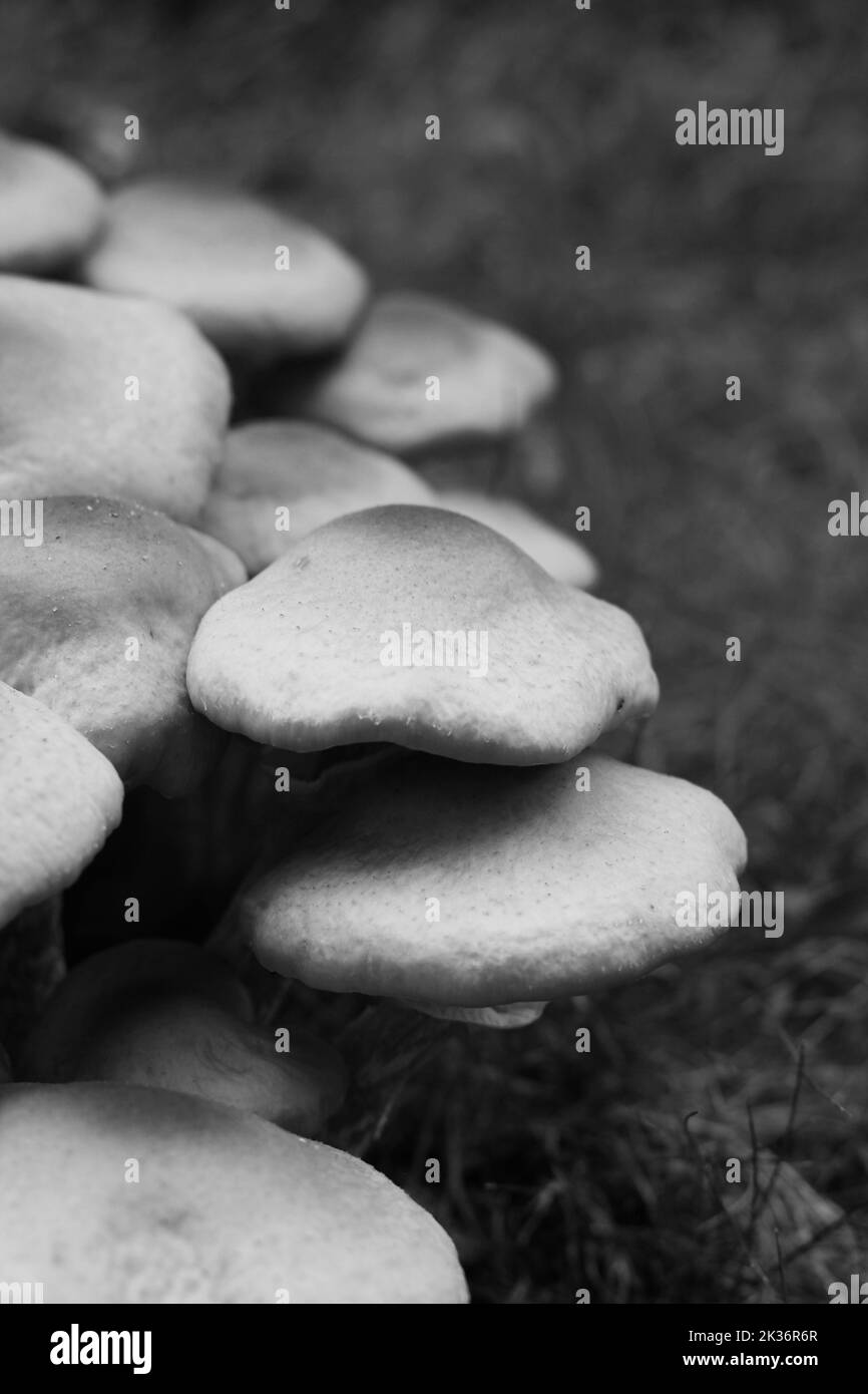 Wild mushrooms growing in the meadow in a black and white monochrome
