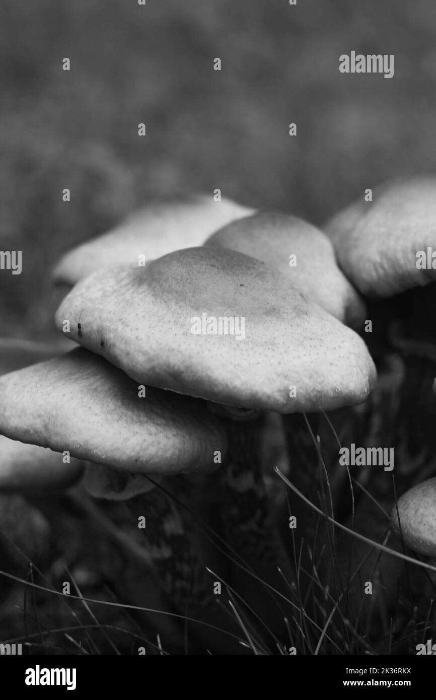 Wild mushrooms growing in the meadow in a black and white monochrome