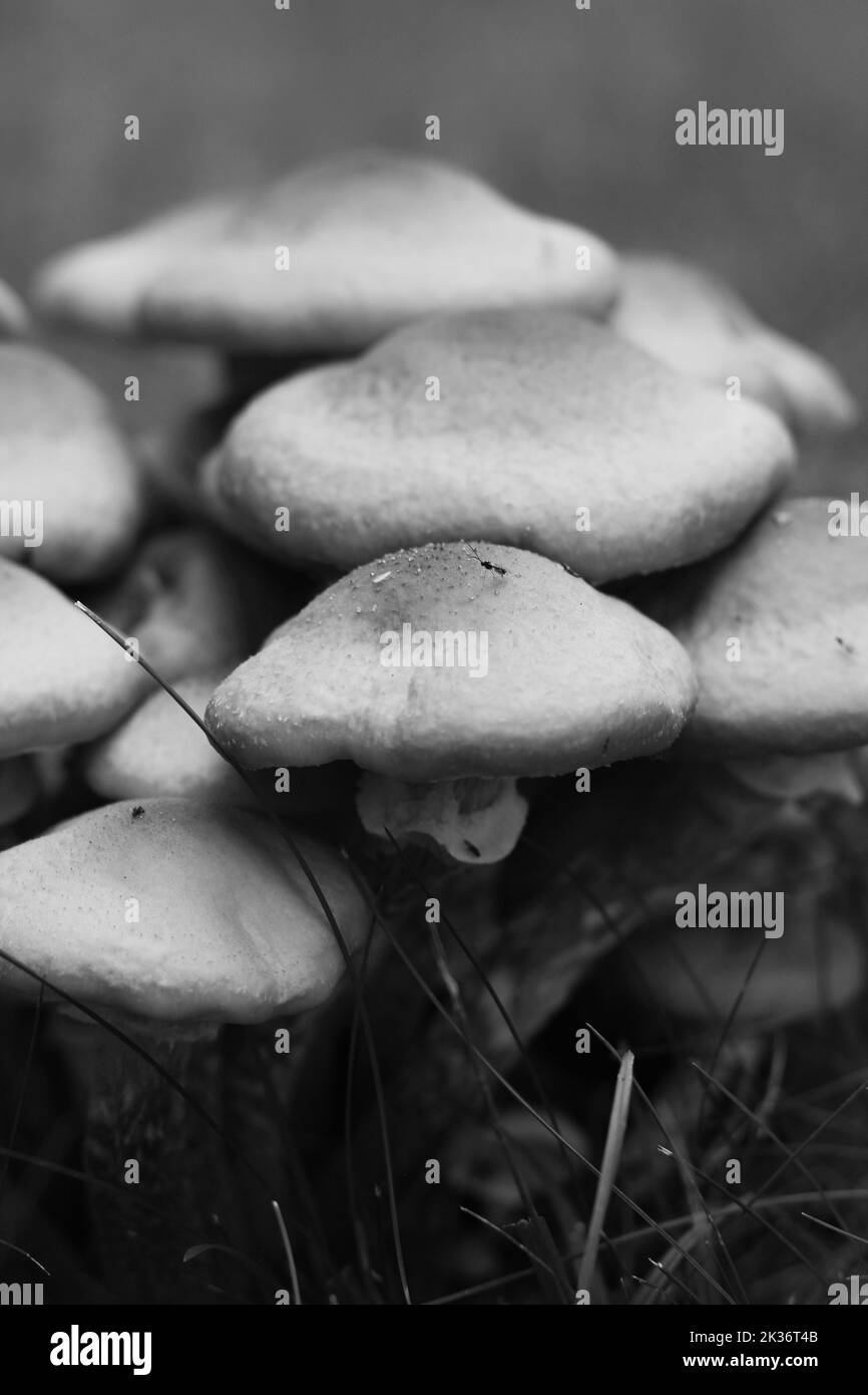 Wild mushrooms growing in the meadow in a black and white monochrome