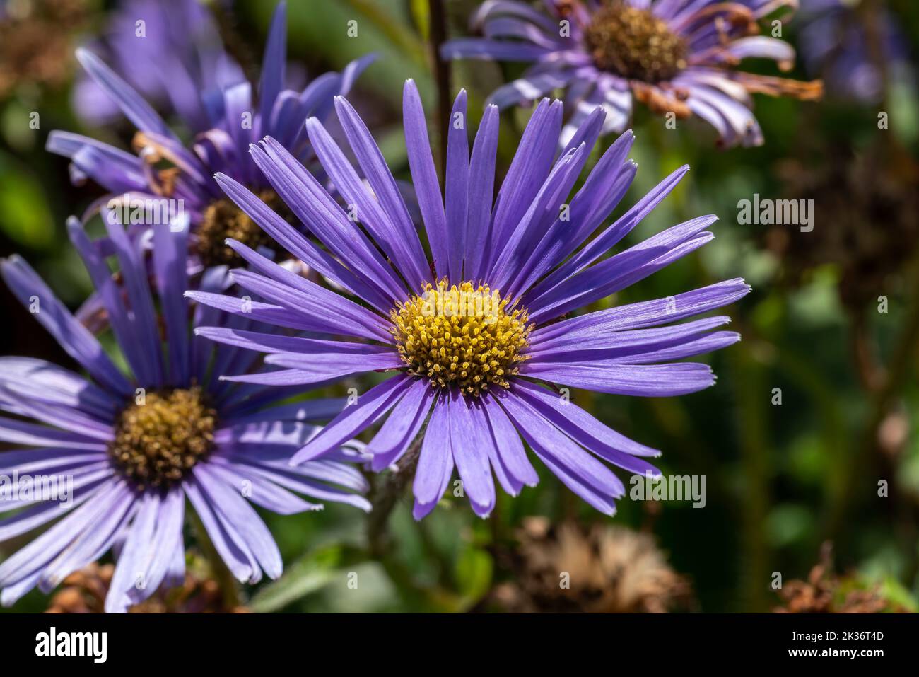 Aster peduncularis a purple blue herbaceous summer autumn perennial flower plant commonly known as Michaelmas daisy stock photo image Stock Photo