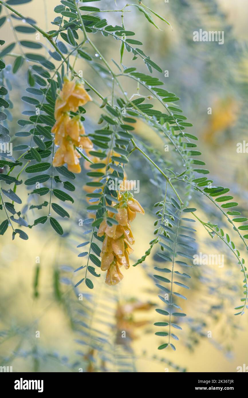Sesbania drummondii is a native Texas plant with airy foliage and beautiful blooms. Stock Photo