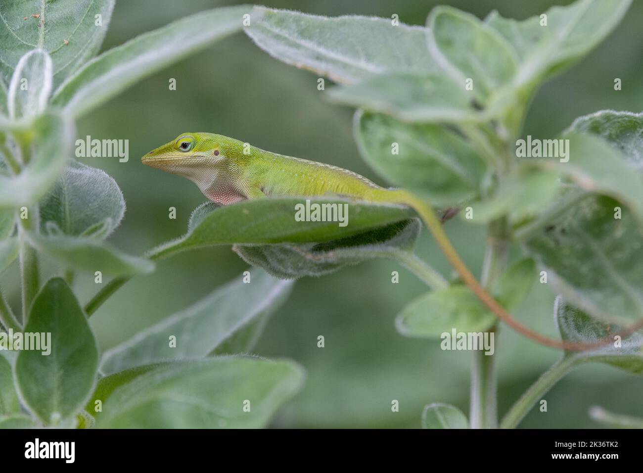 Anolis carolinensis lizard sitting on a leaf in a summer garden in Texas. Stock Photo