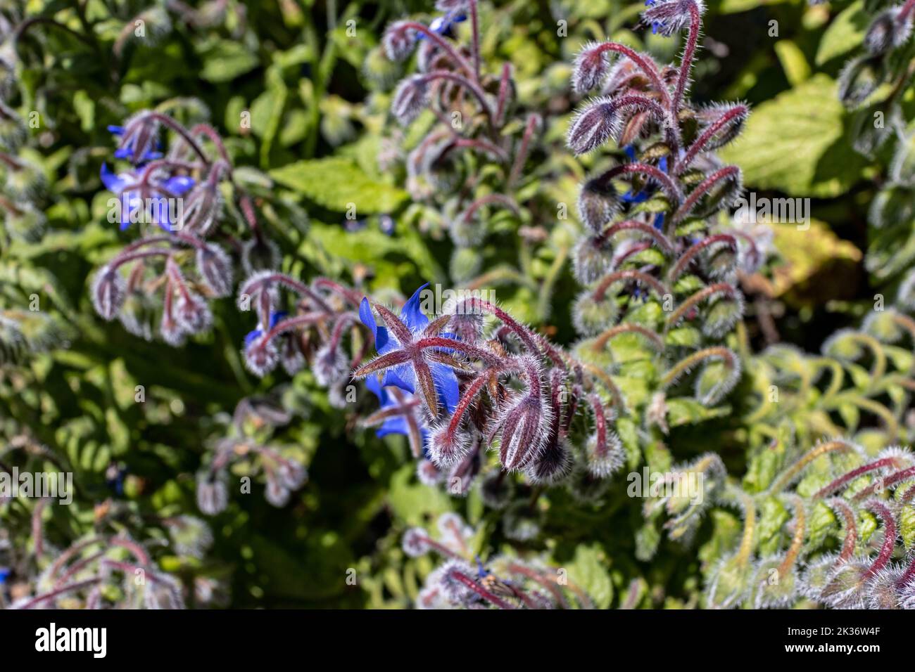 A purple flower plant in the garden Stock Photo - Alamy