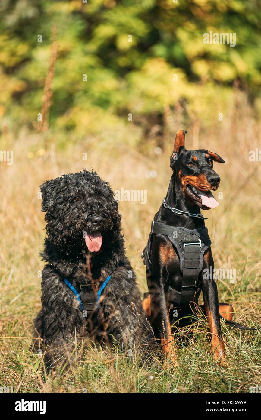 Beautiful Dobermann dog and Bouvier des Flandres dog funny sitting together outdoor in dry grass in autumn day. Funny Bouvier des Flandres herding dog Stock Photo