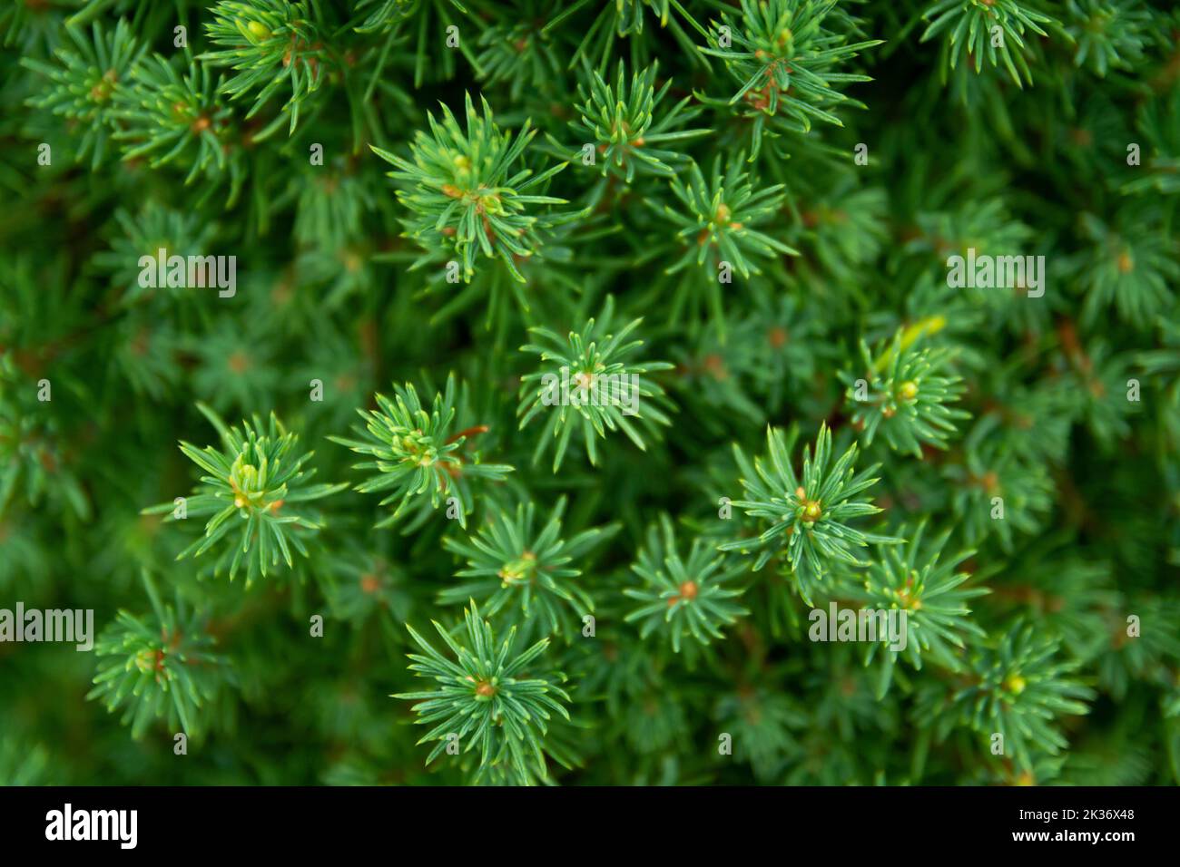 Beautiful coniferous green tree close-up, christmas festive background, top view Stock Photo