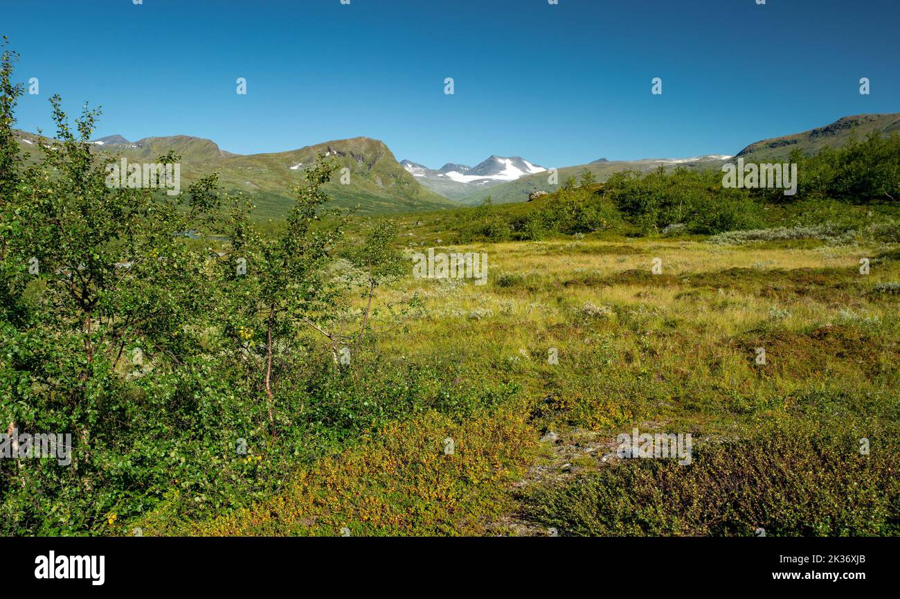 Glacier covered mountain on the far horizon in the green Arctic landscape of Sarek National Park, Sweden. Beautiful day of arctic summer in Swedish Stock Photo
