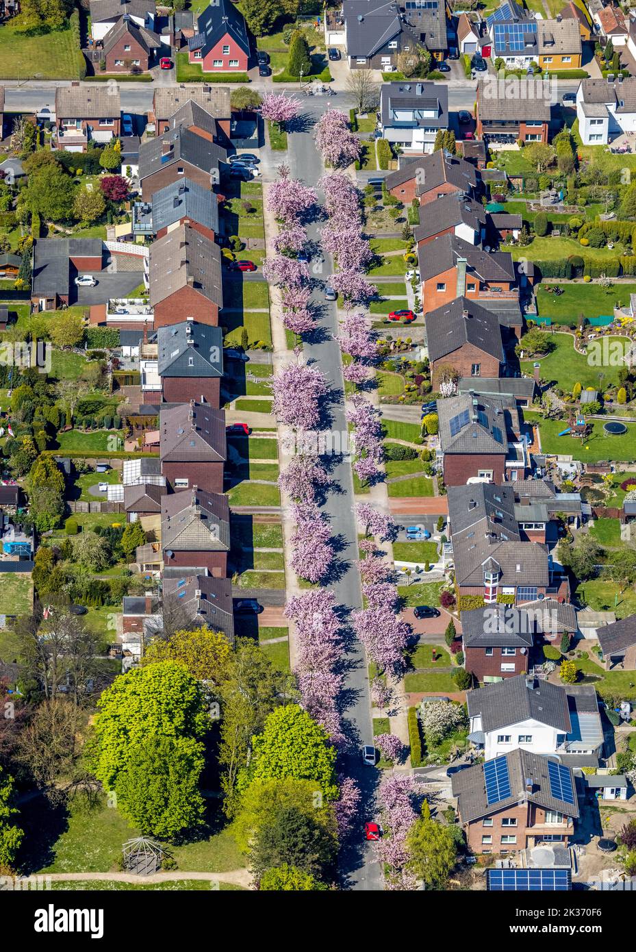 Aerial view, At the moment the most beautiful street in Hamm: Aerial view of Carl-Goerdeler-Straße in Bockum-Hövel with the blossoming cherry trees, H Stock Photo