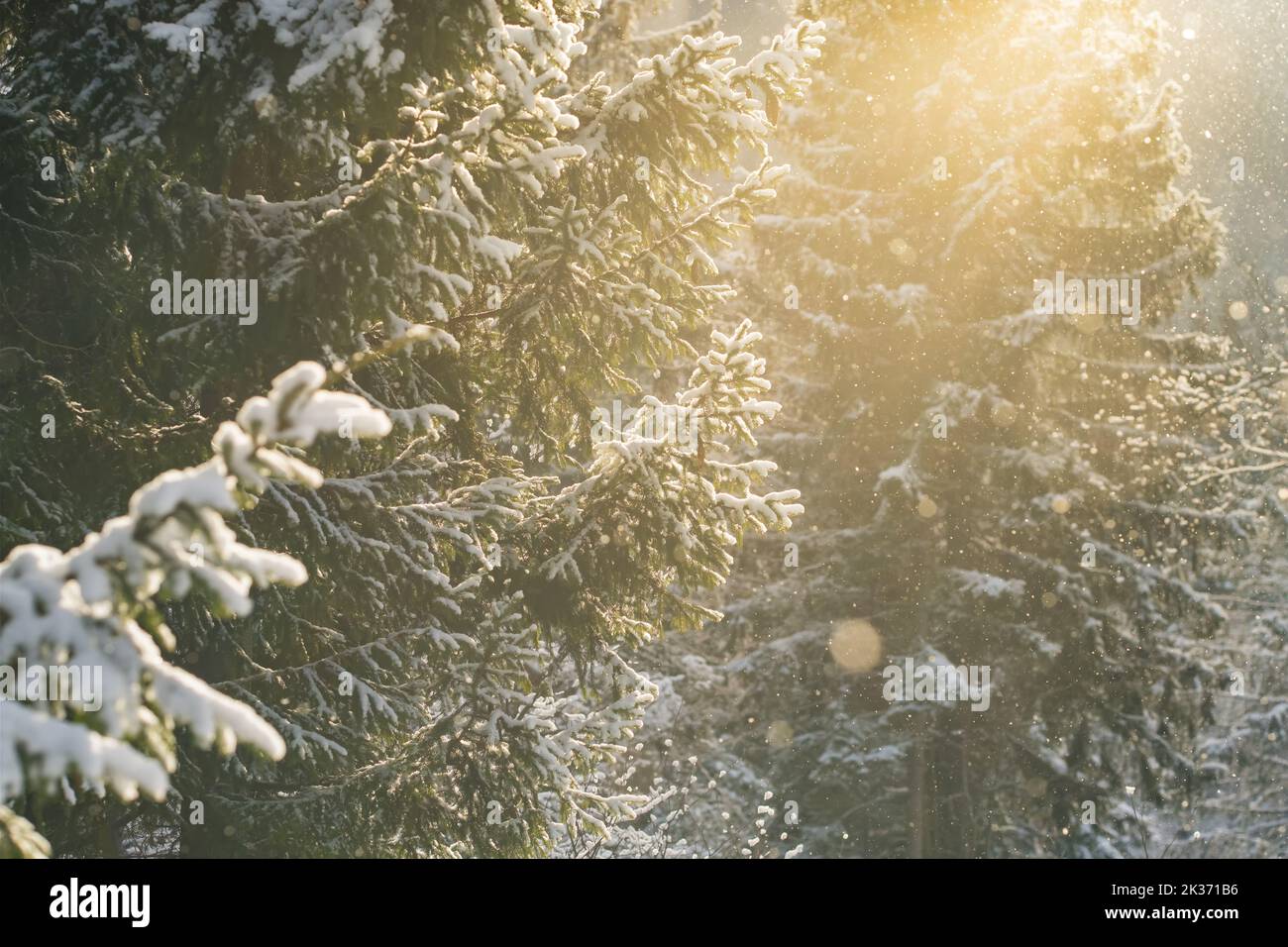 Beautiful winter scenery with snow falling in spruce forest Stock Photo