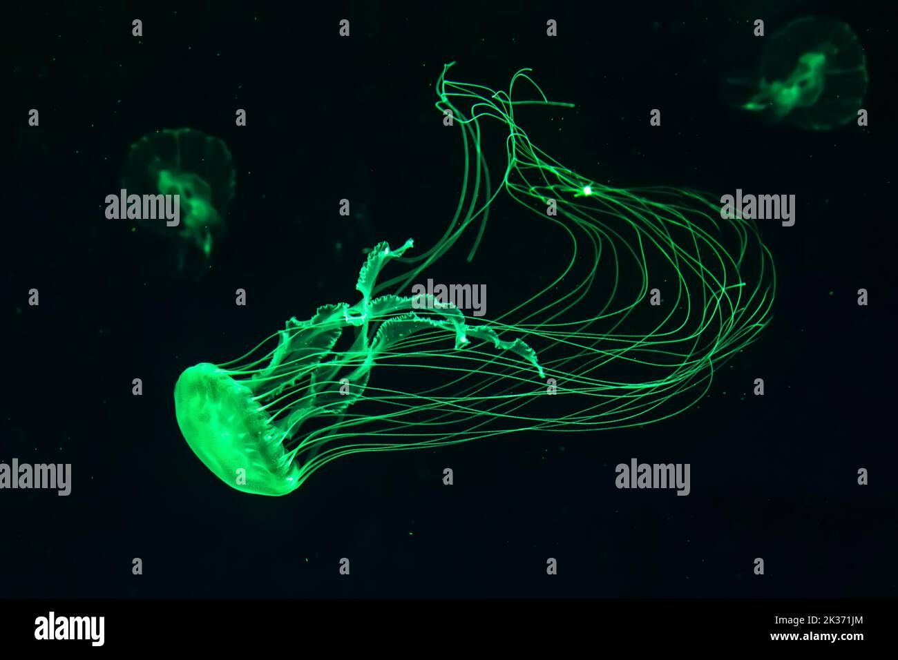 Glowing Green Jellyfish Glowing green jellyfish