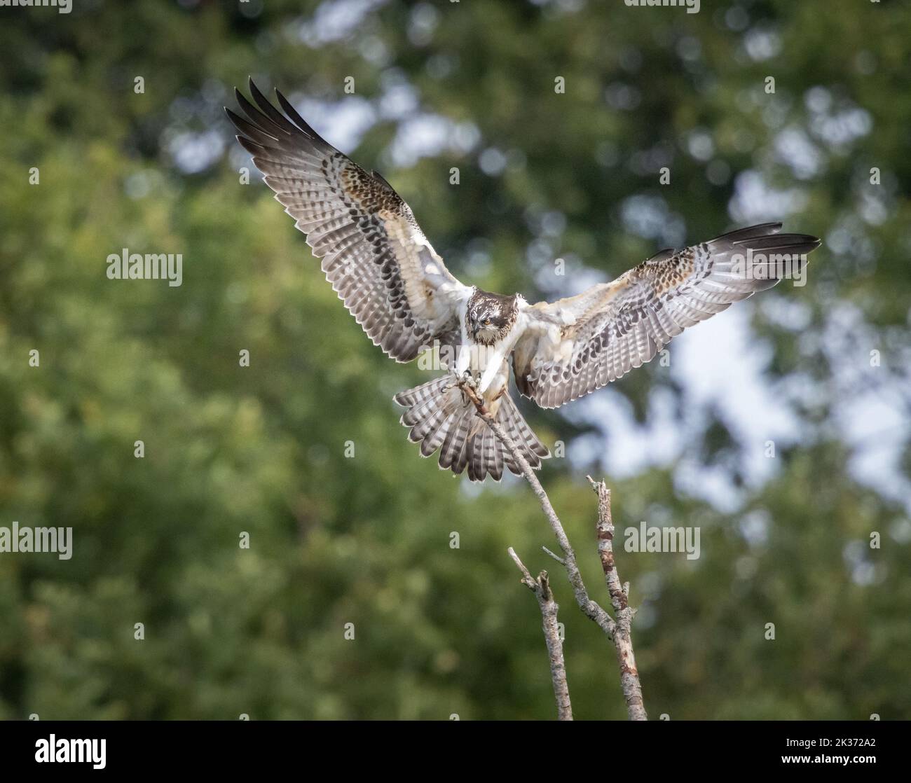 A wild osprey landing on a tree branch Stock Photo