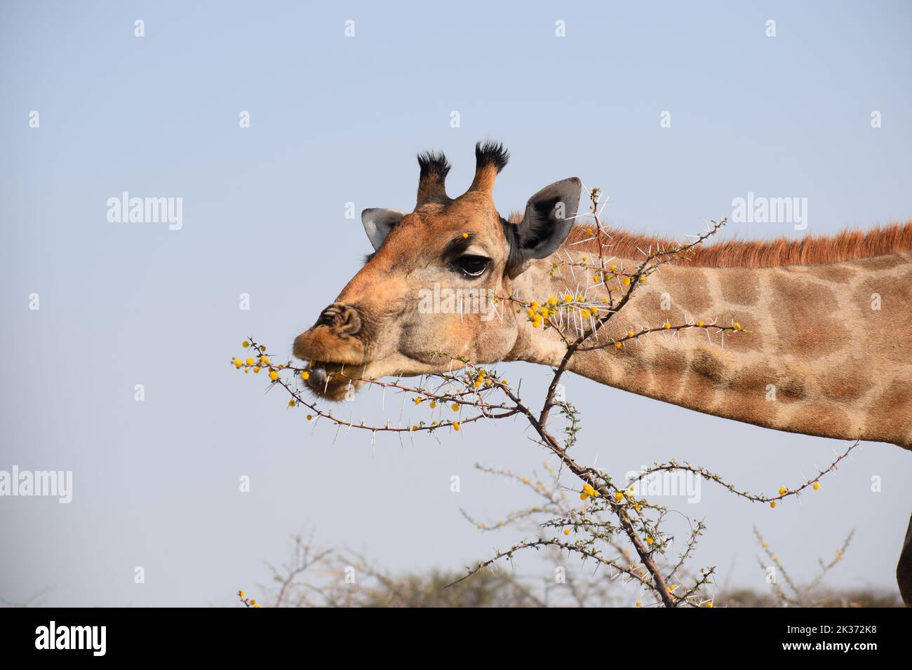 Classic browsers hi-res stock photography and images - Alamy