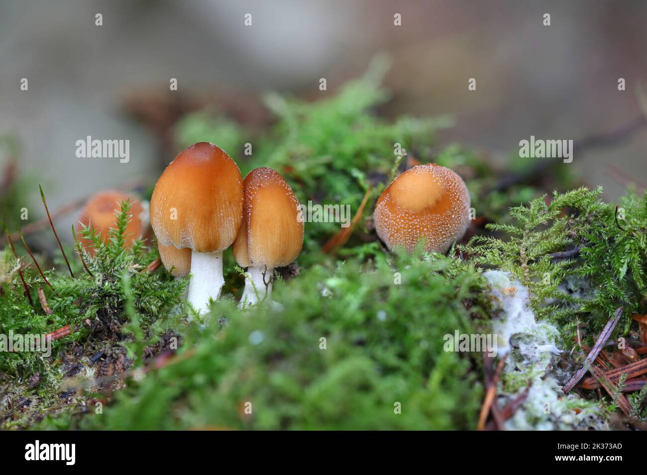Cortinariaceae Fungi growing on a tree in Autumn. Hamsterly Forest, County  Durham, England, UK. Stock Photo