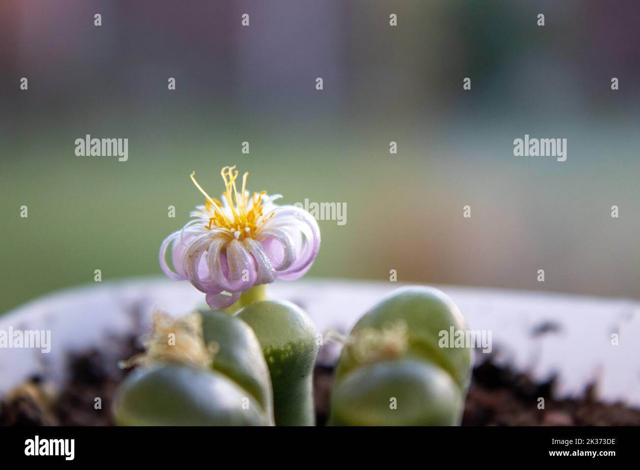 Lithops in full bloom. Blurred Background. Macro Photography. Stock Photo