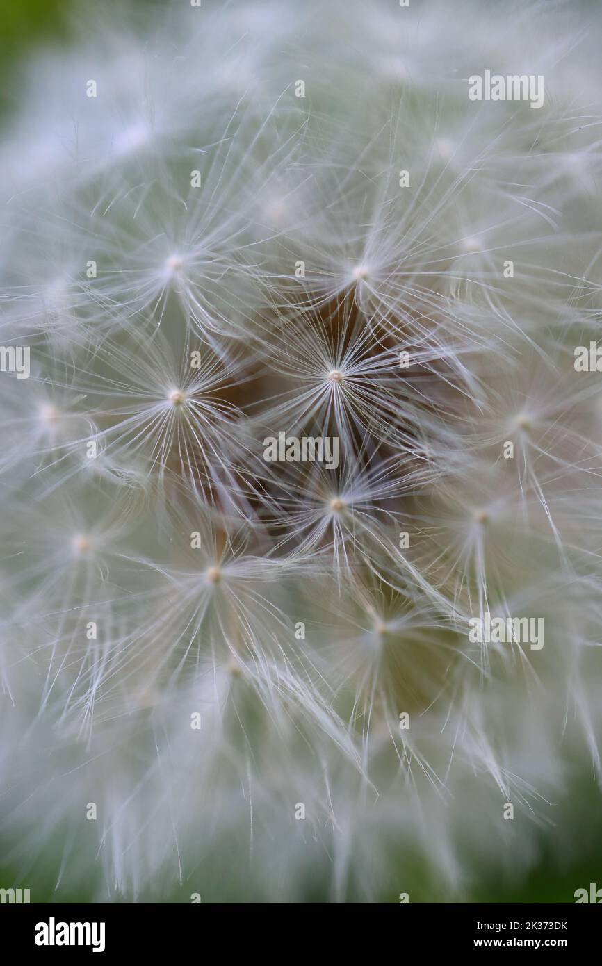 Closeup image of dandelion hi-res stock photography and images - Alamy