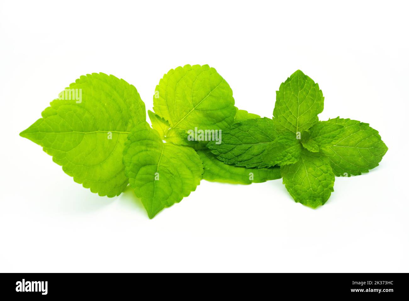 The closeup view of green Mexican peppermint leaves isolated on the white background Stock