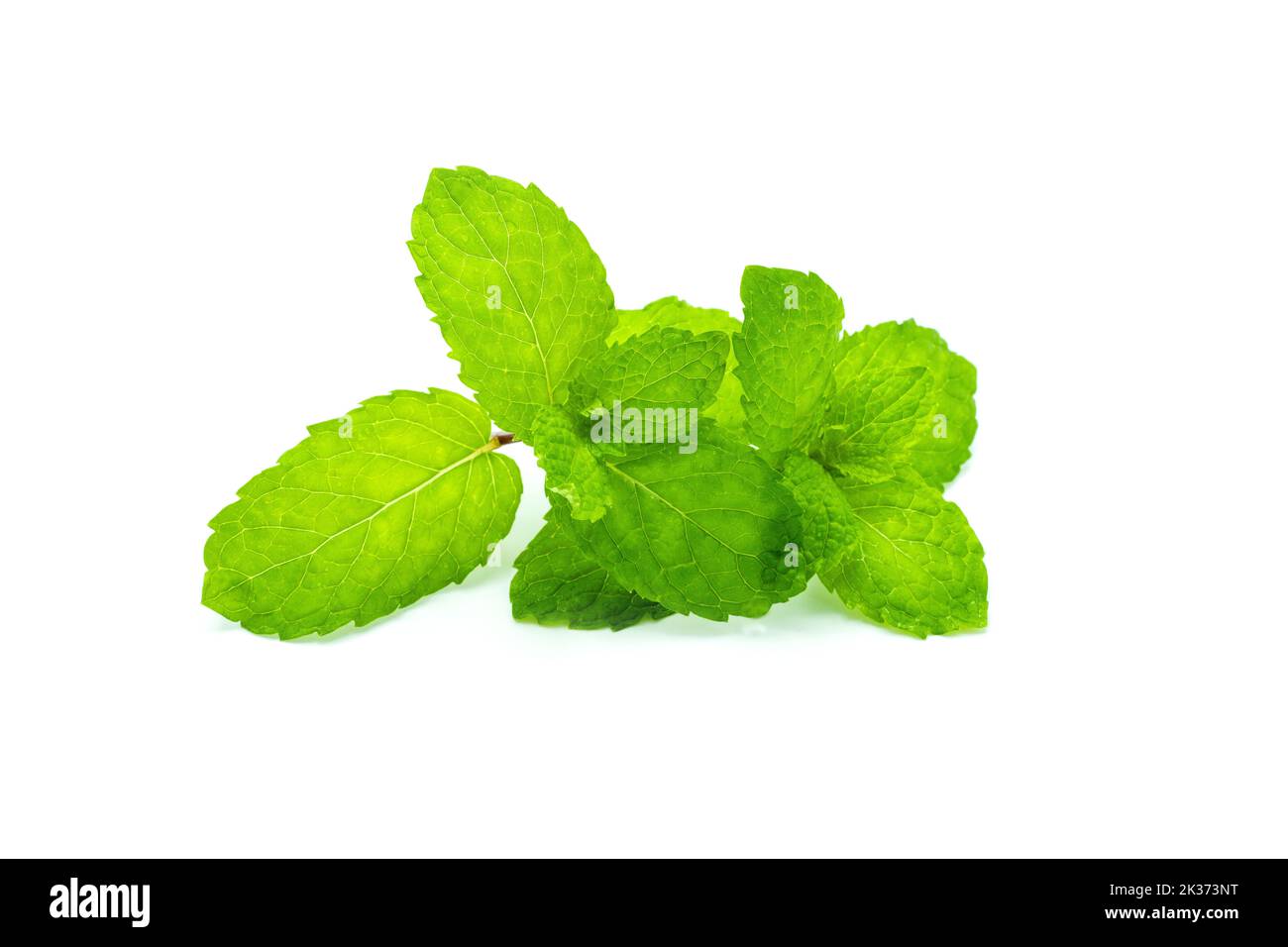 The closeup view of green Mexican peppermint leaves isolated on the