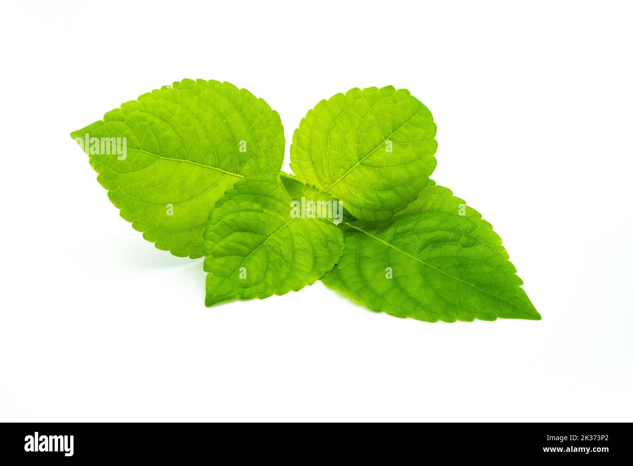 The closeup view of green Mexican peppermint leaves isolated on the