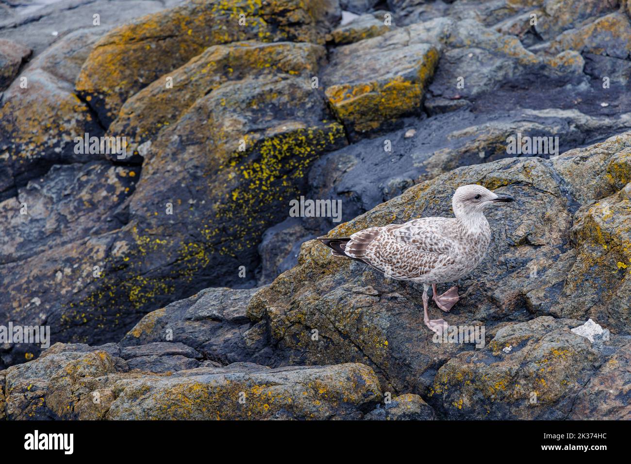 A juvenile European herring gull (Larus argentatus) in first winter plumage standing on rocks by the seashore in Cornwall Stock Photo