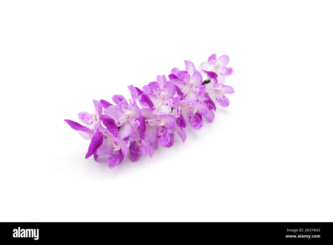 The close-up view of a purple Chinese wisteria plant flower detail isolated on the white background Stock Photo
